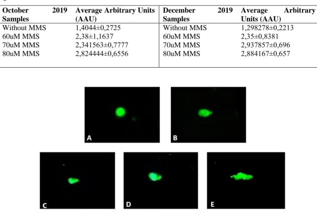 Figure 3. Comets categories of Comet assay, A, undamaged DNA, B, C, D damaged DNA, E very  damaged DNA