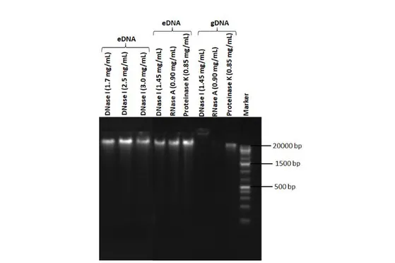 Figure 4. Agarose gel electrophoresis image of the eDNA and gDNA of D505b; different DNase I  concentrations applied to eDNA (1.7, 2.5, and 3.0 mg/mL); DNase I (1.45 mg/mL), RNase A (0.90  mg/mL), and proteinase K (0.85 mg/mL) treatment of the eDNA and gDN