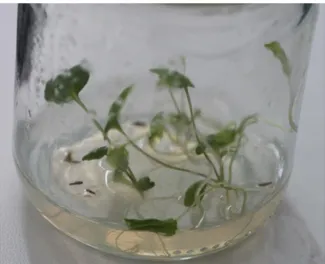 Şekil  4.1.  In  vitro  çimlendirilmiş  V.  officinalis  L.  tohumlarından  elde  edilen  3  haftalık  bitkicikler
