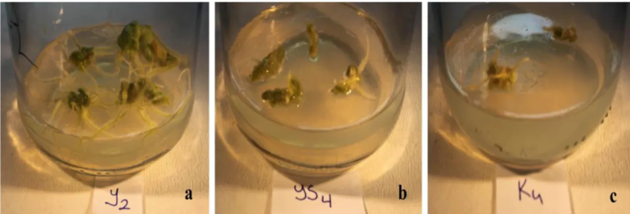 Şekil 4.8. 2 mg/L BAP+1 mg/L NAA içeren MS ortamları eksplantların gelişimleri a.Yaprak b