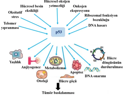 Şekil  2.2.  p53’e  gelen  sinyallerin  cevabının  düzenlenmesi  ve  kanserle  ilişkisi  (Kolonel vd.,  2004)