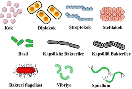 Şekil 2.3. Bakterilere ait farklı hücre şekilleri . 