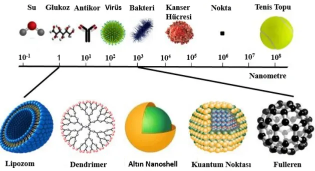 Şekil  2.5.  Nanopartikül  boyutları  ve  diğer  biyolojik  moleküller  ile  karşılaştırılması  (Sahab- (Sahab-Uddin, 2019) 