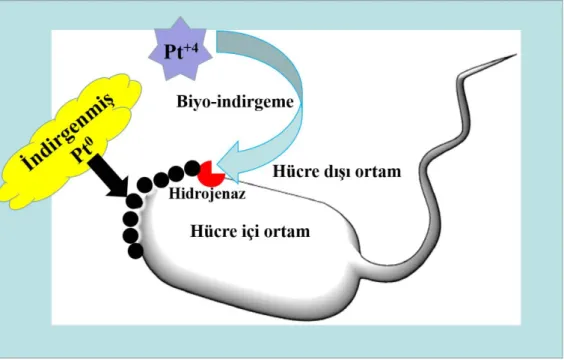 Şekil 2.7. Sülfat indirgeyen bakteriler kullanılarak Pt (IV) 'ün Pt (0)' a indirgenmesi (Puja ve  Kumar, 2019)