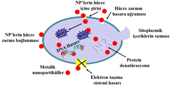Şekil 2.10. MNP’lerinin antibakteriyel aktivitelerine ait etki mekanizması . 