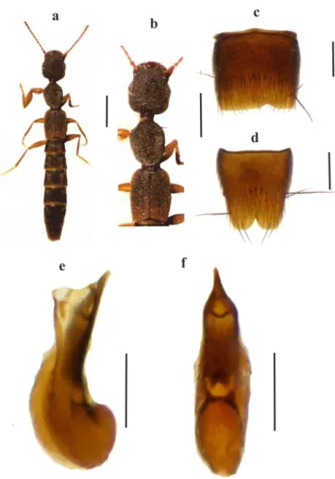 Şekil 4.1. Astenus procerus (Gravenhorst, 1806) türünde; a- genel görünüm, b- ön vücut, c- VII  sternit, d-VIII sternit, e-aedeagus (lateral), f- aedeagus (ventral)