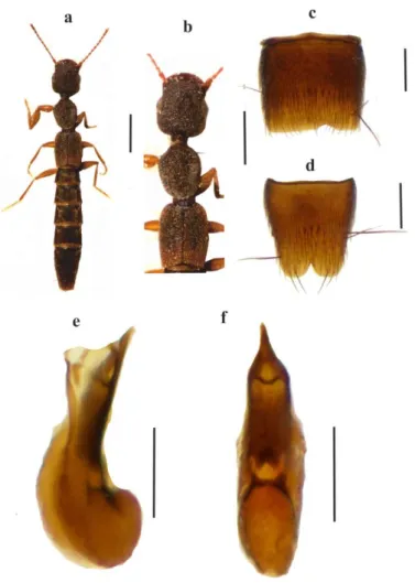 Şekil 4.5. Astenus thoracicus (Baudi Di Selve, 1857) türünde; a- genel görünüm, b- ön vücut, c-  VII sternit, d-VIII sternit,  e-aedeagus (lateral), f- aedeagus (ventral)