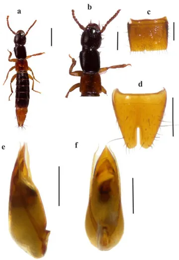 Şekil  4.9.  Leptobium  yagmuri  (Anlaş,  2017)  türünde;  a-  genel  görünüm,  b-  ön  vücut,  c-  VII  sternit, d-VIII sternit, e-aedeagus (lateral), f- aedeagus (ventral)