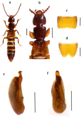 Şekil  4.11.  Achenium  humile  (Nicolai,  1822)  türünde;  a-  genel  görünüm,  b-  ön  vücut,  c-  VII  sternit, d-VIII sternit, e-aedeagus (lateral), f- aedeagus (ventral)