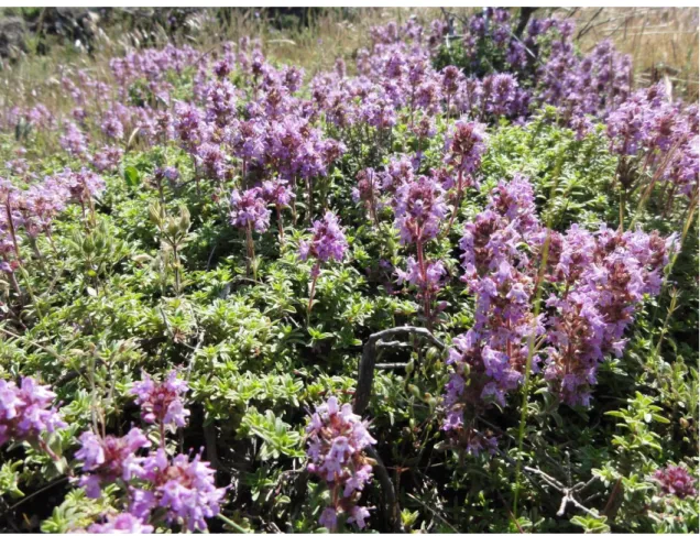 Şekil 2.3. Thymus vulgaris L. (Kekik). 