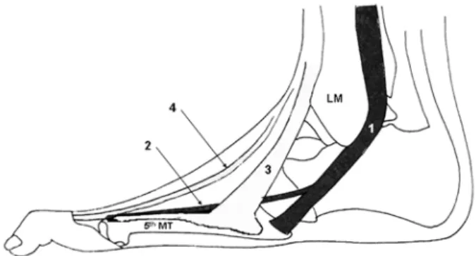 Figure 3. Illustration of the lateral aspect of left ankle joint 