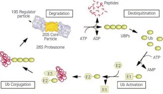 Figure .  Schematic representation of degradation of a target protein by the proteasome.