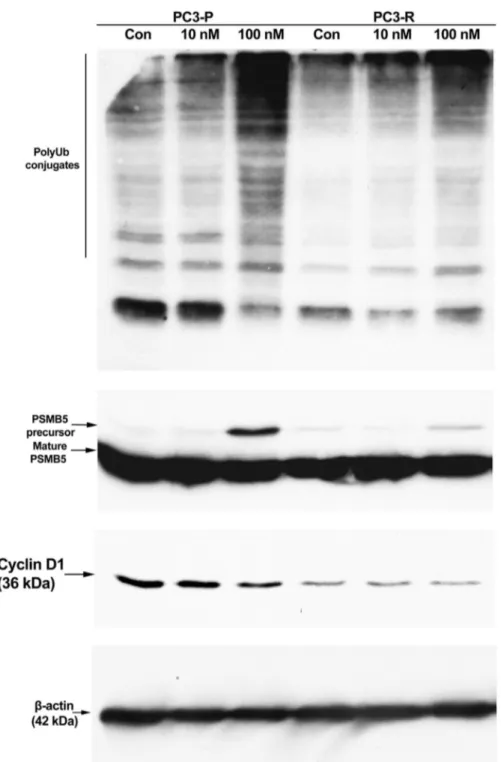 Fig. 5 Western blot analysis of polyubiquitin conjugates, PSMB5 and cyclin D1 in parental and resistant PC3 cells