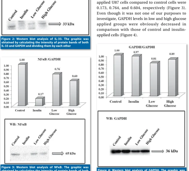 Figure 3: Western blot analysis of NFκB. The graphic was  obtained by calculating the intensity of protein bands of both 