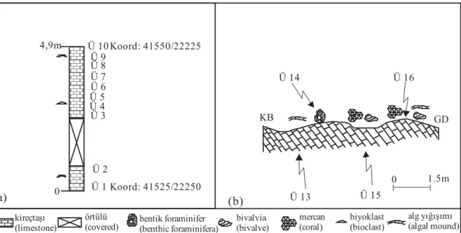 Figure 4. (a) Measured section from the Üçtepeler reef member, (b) Geological-cross section from the 