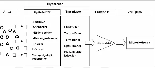 ġekil 2.1. Biyosensörlerin yapısı ve çalıĢma prensibi (Sarkar vd.,1999).  2.3.2. Biyosensör çeĢitleri 