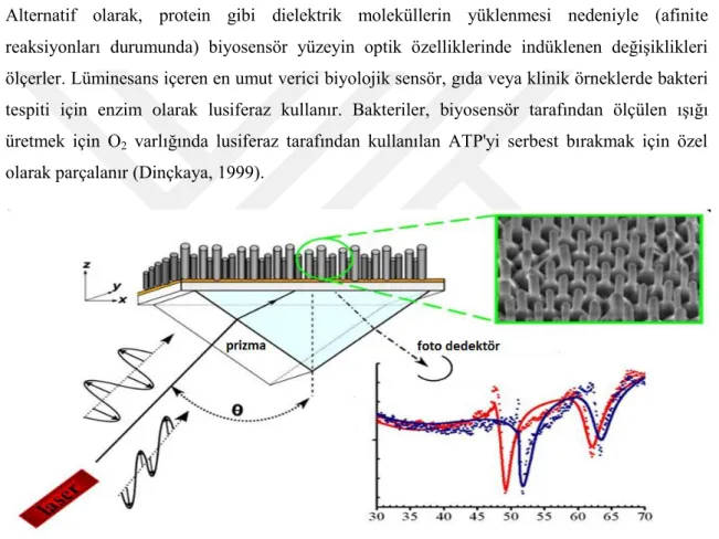 ġekil 2.5. Optik sensörün Ģematik gösterimi (Paddle, 1996). 