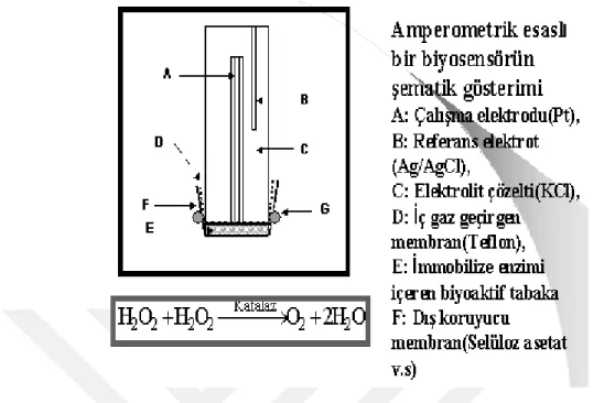 ġekil 2.8. Amperometrik bir biyosensörün Ģematik gösterimi (Danielsson, 1990). 