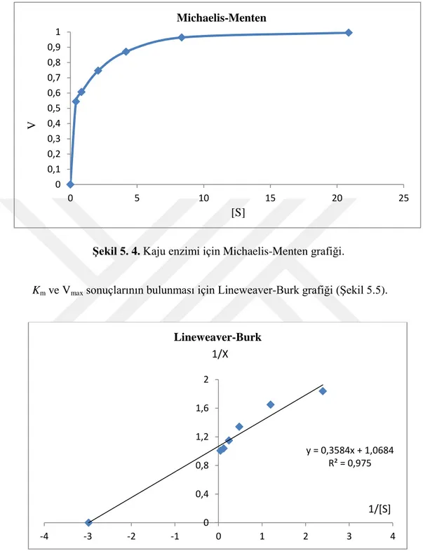 Şekil 5. 4. Kaju enzimi için Michaelis-Menten grafiği. 