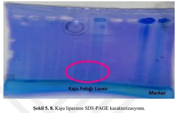 Şekil 5. 8. Kaju lipazının SDS-PAGE karakterizasyonu. 