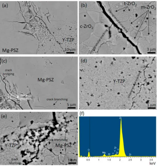 Fig. 4. SEM-BSE images visualized from 0.5(3Y-TZP)/0.5(8 Mg-PSZ) composite sintered at 1500 o C-2h revealing (a) Vickers indent trace, (b) transgranular and intergranular