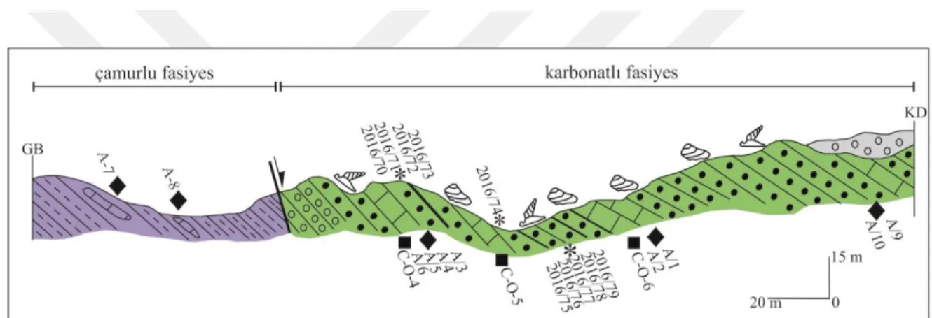 Şekil 3.15. Armutlu sırtı güneyinde gözlenen çamurlu ve karbonatlı fasiyesleri arasındaki faylı  dokanak ilişkisi (Koordinat: 73552/85736)