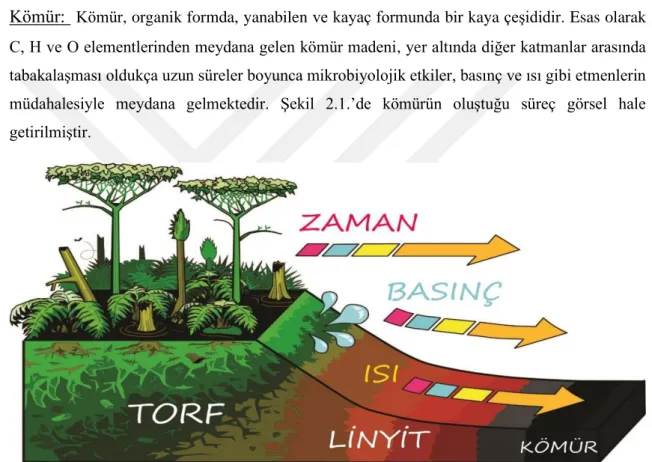 Şekil 2.1. Kömür oluşum süreci (Eskin, 2018).