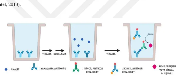 Şekil 2.9. Yarışmalı immünoassay deney aşamaları. 