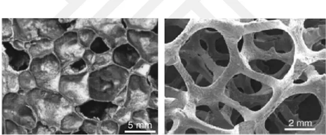 Şekil 3.3. Kapalı hücreli ve açık hücreli metalik köpük mikroskop görüntüleri (Zhou, 2006)