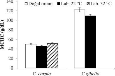 Şekil 6. Doğal ortam ve laboratuvar şartlarındaki C. carpio ve C. gibelio türlerinin MCHC değerleri