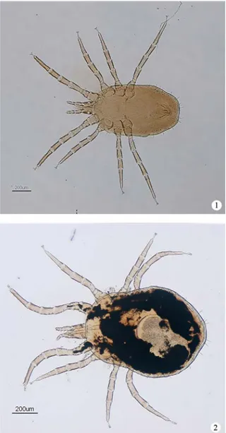 Figure 1. Dermanyssus gallinae male, 2. D. gallinae female (with egg) 