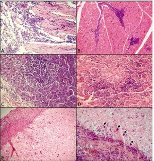 Figure 2.  A.  The appearance of necrosis and lymphoid cell  infiltration in heart muscle one of the turkeys in  group  V