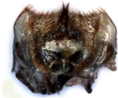 Fig. 6. Bosphorus bariscercii n. gen., n. sp., epipharynx.