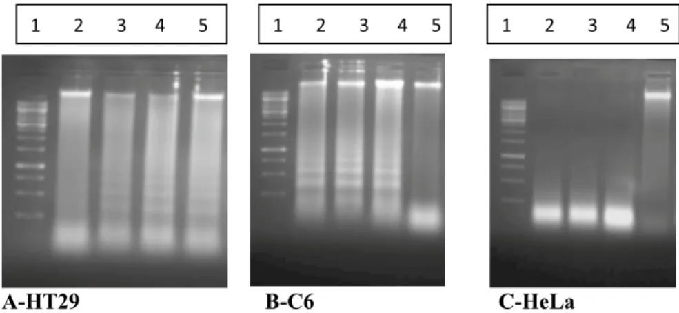 Figure 7.  A representative outcome shows the bands of 2, 3 and 4 on internucleosomal DNA fragmentation act 