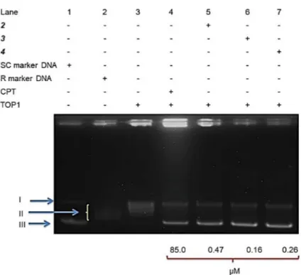 Figure 4.  A DNA unwinding assay was performed with 2U TOP1, 250 ng pHOT-1 supercoiled DNA, and 