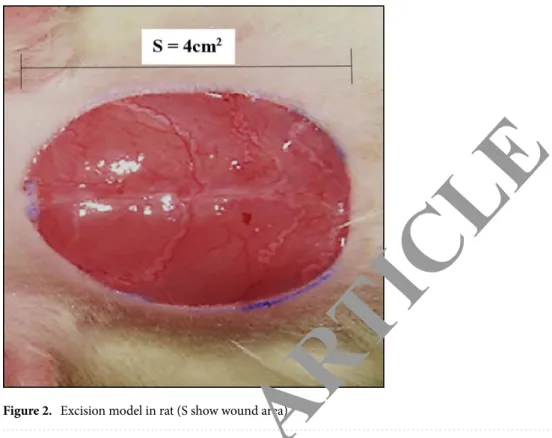 Figure 2.  Excision model in rat (S show wound area).