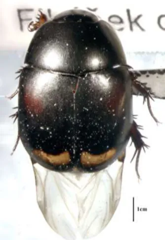 Fig. 2. Dorsal habitus of S. lunatum.