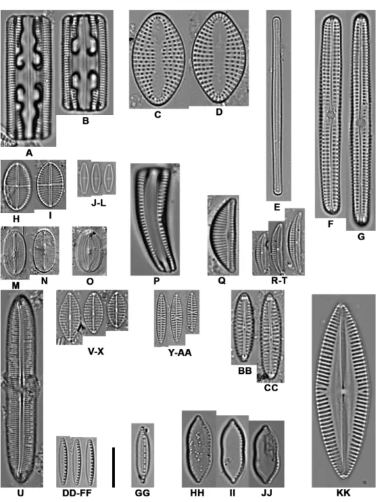 Figure 2 Light microscope images of the most abundant epibiont diatoms associated with Caretta