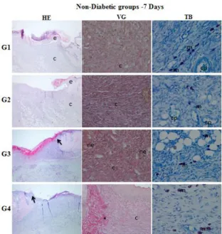 Figure  3a.  Histopathological  evaluation  of  wound  healing  and  epidermal/dermal  re-modeling  in  the 