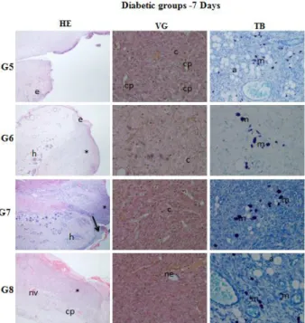 Figure  4a.  Histopathological  evaluation  of  wound  healing  and  epidermal/dermal  re-modeling  in  the 