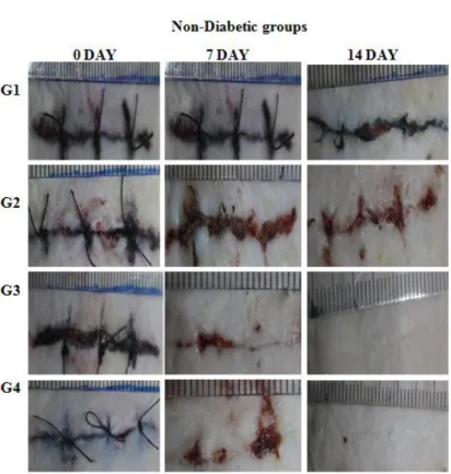 Figure 2a. Macroscopic view of incision wounds of non-diabetic groups treated with Luteolin 