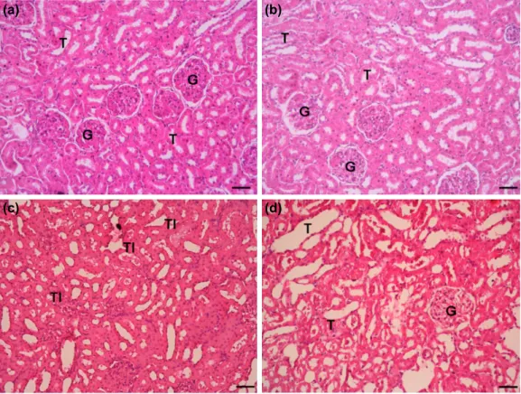 Figure 1. Kidney	histolopathology.	(a)	Kidney	from	normal	group,	H&amp;E	x10	magnification,	renal	tubuls	(T),   (b)	sham	group	showed	minimal	histopathological	alteration,	(c)	CLP+saline	group	showed	severe	histopatho-logical	alteration	related	to	tubular	
