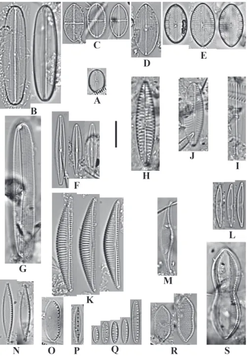 Fig. 4: A. Fallacia pseudony (Hustedt) Mann; B. Fallacia schaeferae (Hustedt) Mann; C