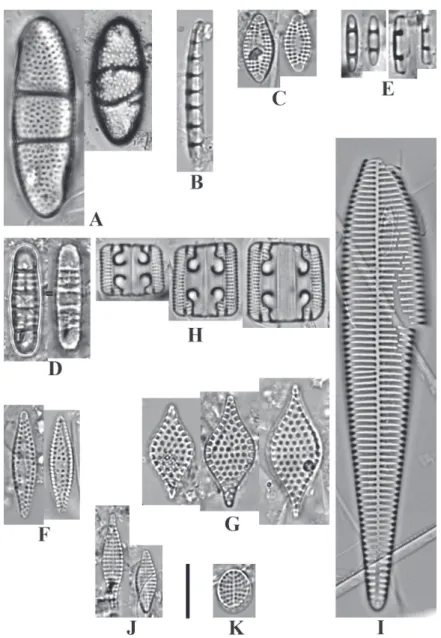 Fig. 2: A. Neohuttonia reichardtii (Grunow) Hustedt; B. Eunotogramma marinum (Smith) H