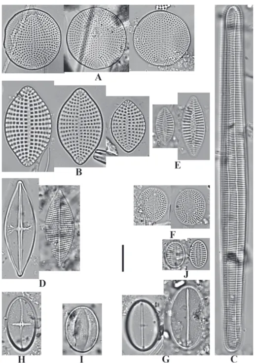Fig. 3: A. Diplomenora cocconeiformis (Schmidt) Blazé; B. Meloneis mimallis Louvrou, Danielidis &amp; Economou-Amilli; C