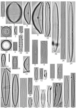 Figure 2. The most common taxa in the basin and abundant taxa in the stations. 1—Achnanthidium 