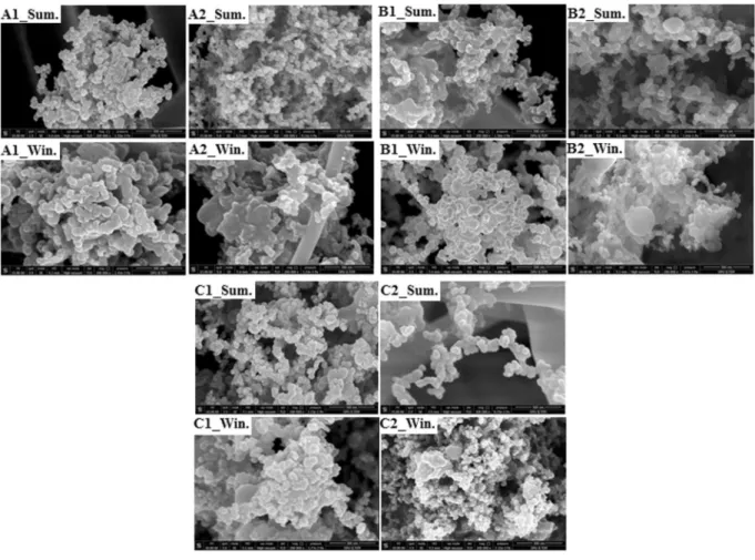 Figure 4.  SEM images of the samples.