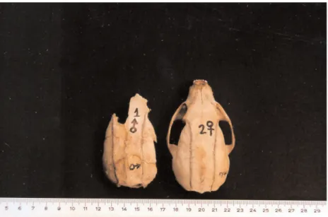 Figure 2.  Dorsal views of skulls of young M. foina, showing parallel temporal ridges.