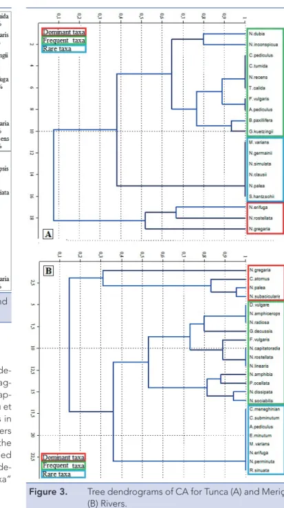 Figure 3.  Tree dendrograms of CA for Tunca (A) and Meriç  (B) Rivers.