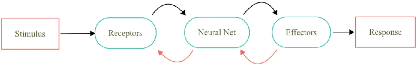 Figure 1.  Nervous system block diagram (Haykin, 2009). 
